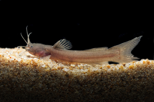 Mekong torrent catfish (Amblyceps foratum) — Amblycipitidae — 4