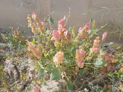 Rumex vesicarius