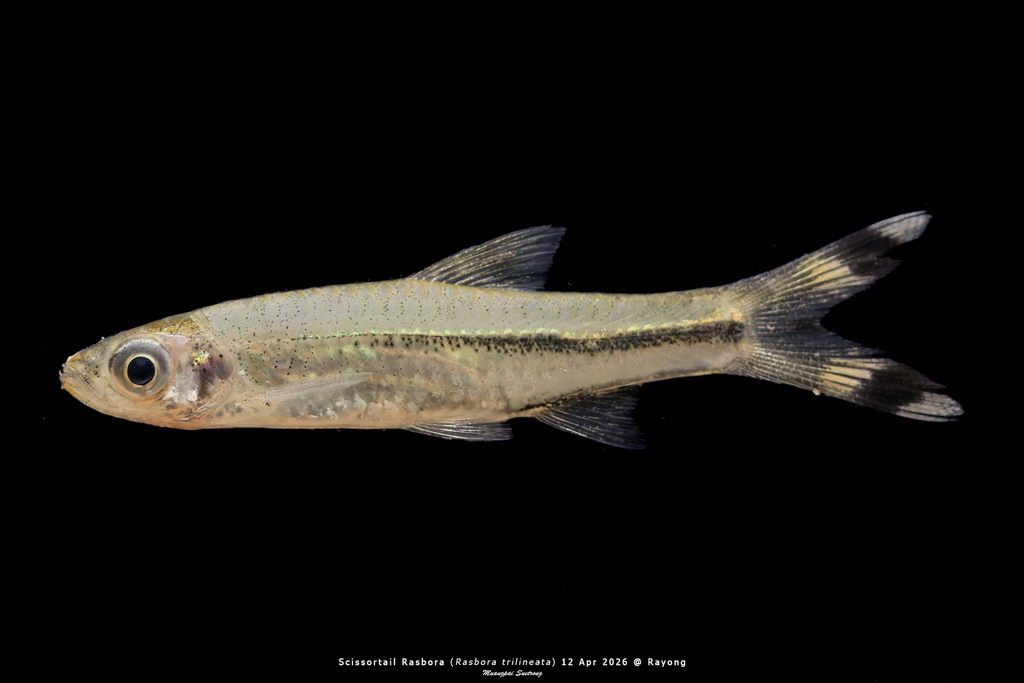 Scissortail Rasbora