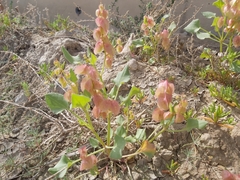 Rumex vesicarius