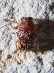 Pachybrachis turbidus