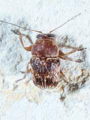 Pachybrachis turbidus