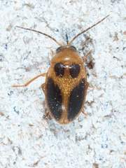 Sacodes pulchella