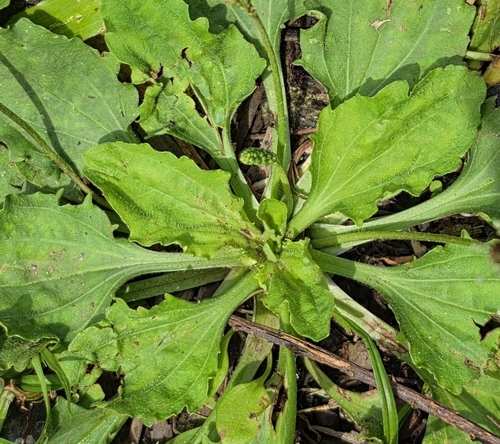 Plantago asiatica observed 2026-04-15