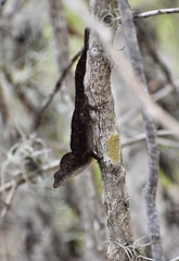 Anolis jubar oriens