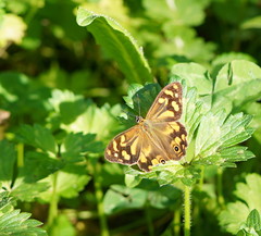 Heteronympha banksii