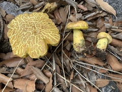 Boletus holoxanthus