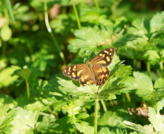 Heteronympha banksii