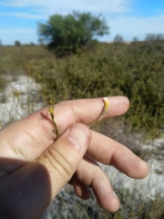 Lachnaea capitata