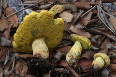 Boletus holoxanthus
