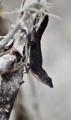 Anolis jubar oriens