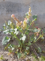 Rumex vesicarius