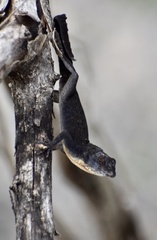 Anolis jubar oriens