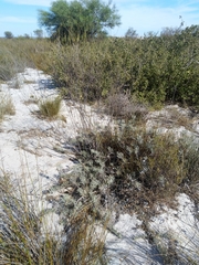 Lachnaea capitata