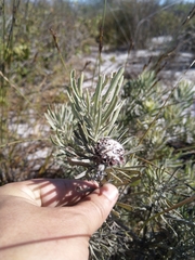 Leucospermum tomentosum