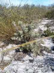 Leucospermum tomentosum