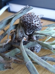 Leucospermum tomentosum