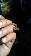 Storeria storerioides