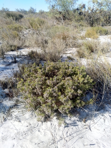 Image of Serruria decipiens by (c) Jacques van der Merwe, some rights reserved (CC BY-SA)