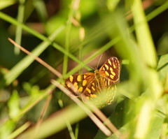 Oreixenica kershawi