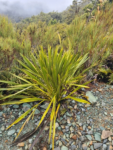 Aciphylla horrida, photograph 4
