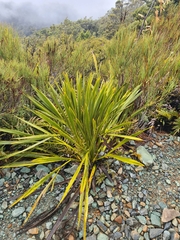 Aciphylla horrida, photograph (c) Mitch Van Dyke, some rights reserved (CC BY)