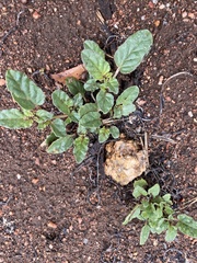 Boerhavia dominii
