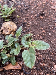Boerhavia dominii