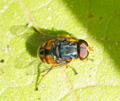 Austalis copiosa