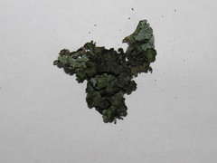 Pleurosticta acetabulum