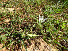 Ornithogalum pedicellare