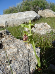 Ophrys umbilicata flavomarginata