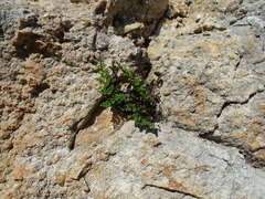 Oeosporangium