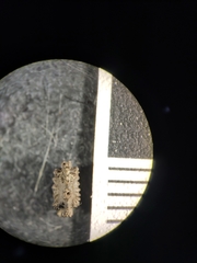 Pericampylus glaucus