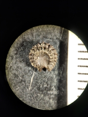 Pericampylus glaucus