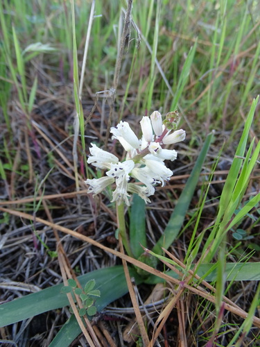 Image of Bellevalia nivalis by (c) Grzegorz Grzejszczak, some rights reserved (CC BY-SA)