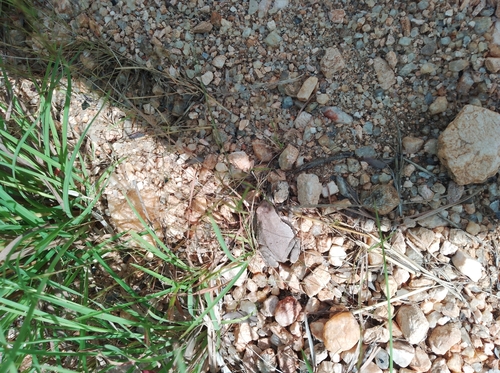 African Red Toad