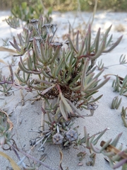 Lampranthus tenuifolius
