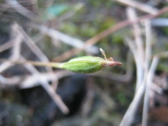 Eriochilus collinus collinus