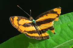 Pantoporia