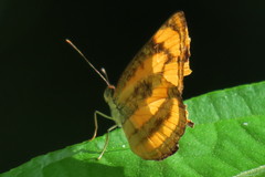 Pantoporia