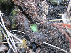 Eriochilus collinus collinus