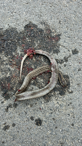Smooth Snake