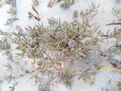 Lampranthus tenuifolius