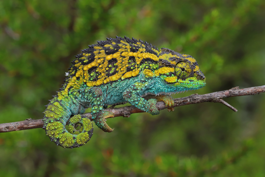 Mt Kenya Side-Striped Chameleon