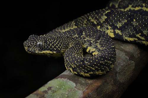 Photo of a Ashe's Bush Viper (Atheris desaixi)