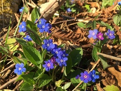 Omphalodes verna