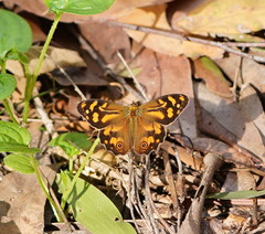 Heteronympha banksii