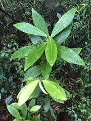 Ardisia bakeri