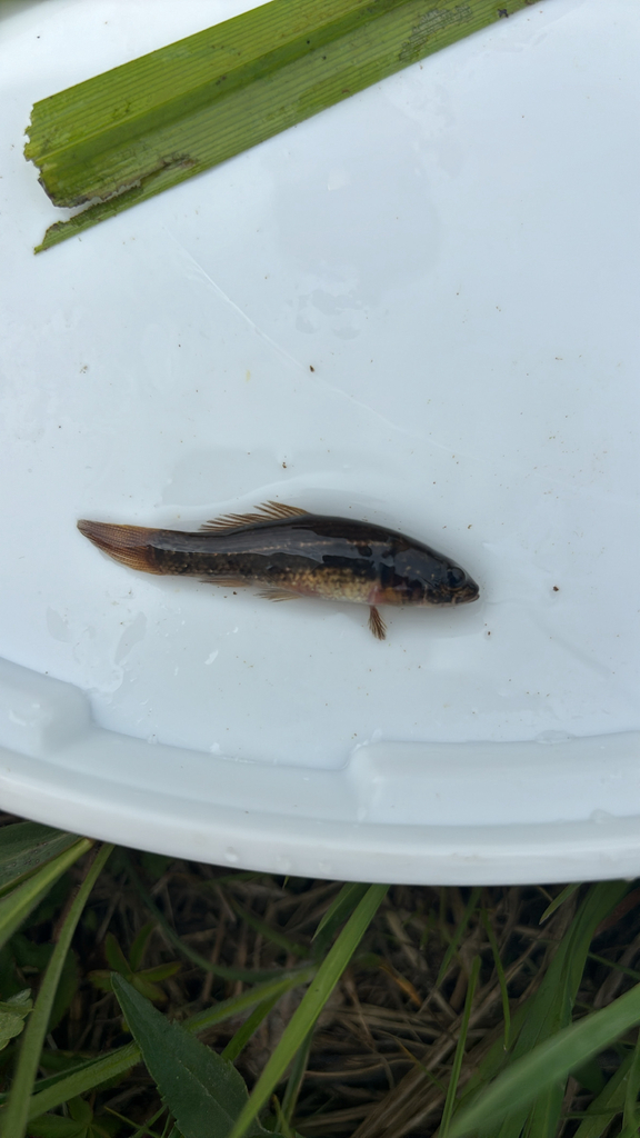 European mudminnow (Umbra krameri) — Umbridae